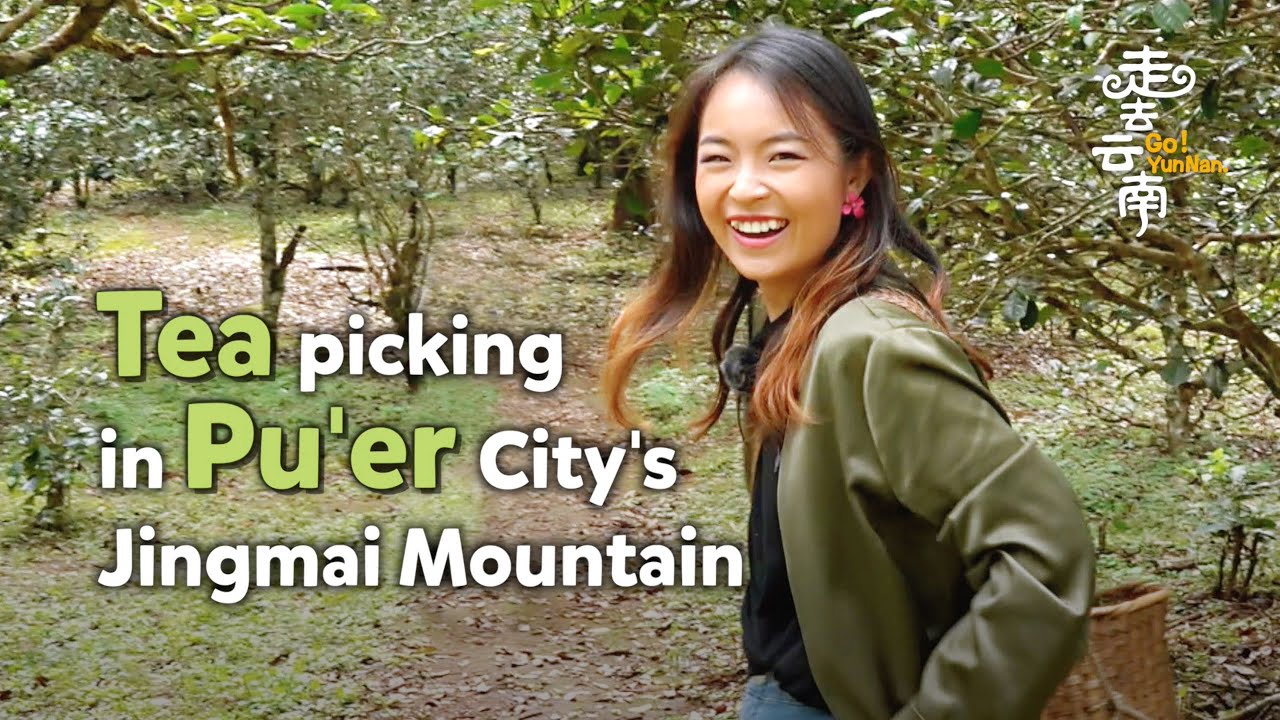 Picking leaves from some of the world's oldest tea trees in SW China