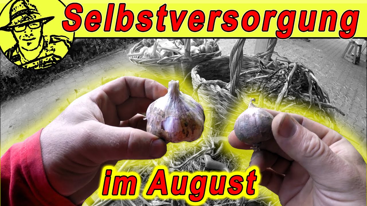 Der Selbstversorgergarten im August 2020: Mit Hochbeet, Knoblauch- und Kartoffelernte