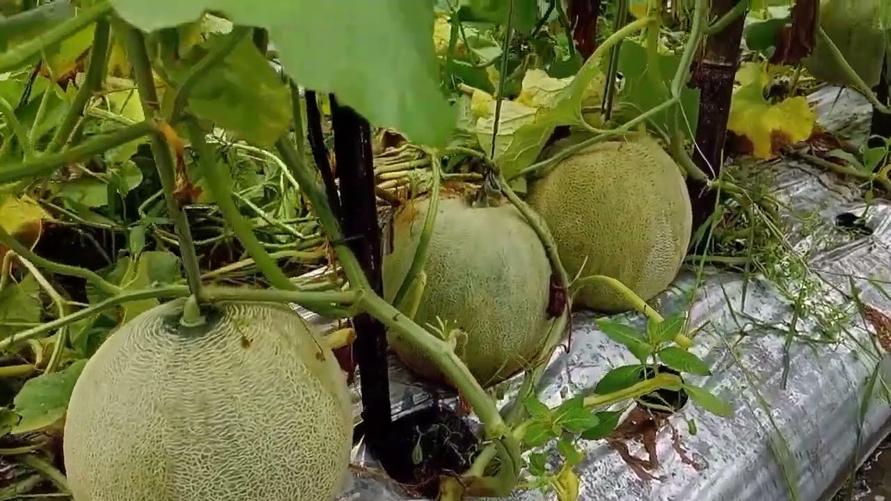 Amanda Tavi Buah Maksimal Di Saat Musim Hujan - Ayah Petani