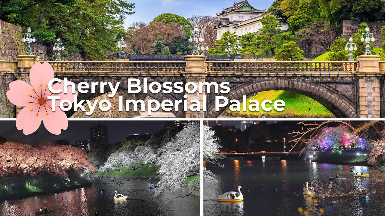 Tokyo Imperial Palace Sakura Walk 🌸 | Yasukuni Shrine & Chidorigafuchi Sakura Night Illumination 🌸