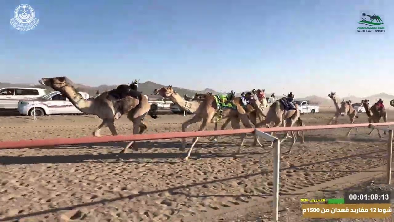 مهرجان ميدان اليتمه لسباق الهجن الاول  الشوط 12 مفاريد قعدان  من 1500م جلمود  لـ مرسل مانع ال رزق