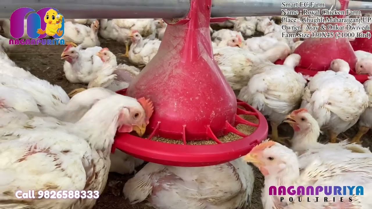 Gorakhpur Ka Automatic EC Poultry Farm ई सी पौल्ट्री फार्म गोरखपुर यूपी