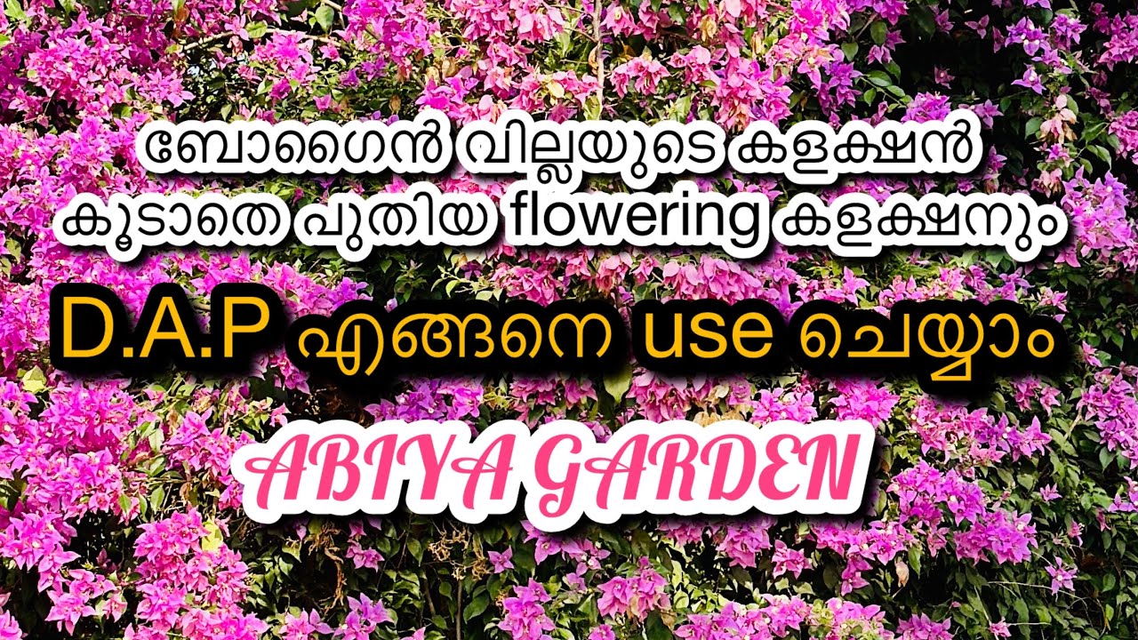 D.A.P courier ചെയ്യുമോ?  ബോഗൈൻ വില്ല  പുതിയ ലോഡ്  .   ബോഗൈൻ വില്ല ഫ്ലവർ വരാൻ എന്തു ചെയ്യണം...!!!