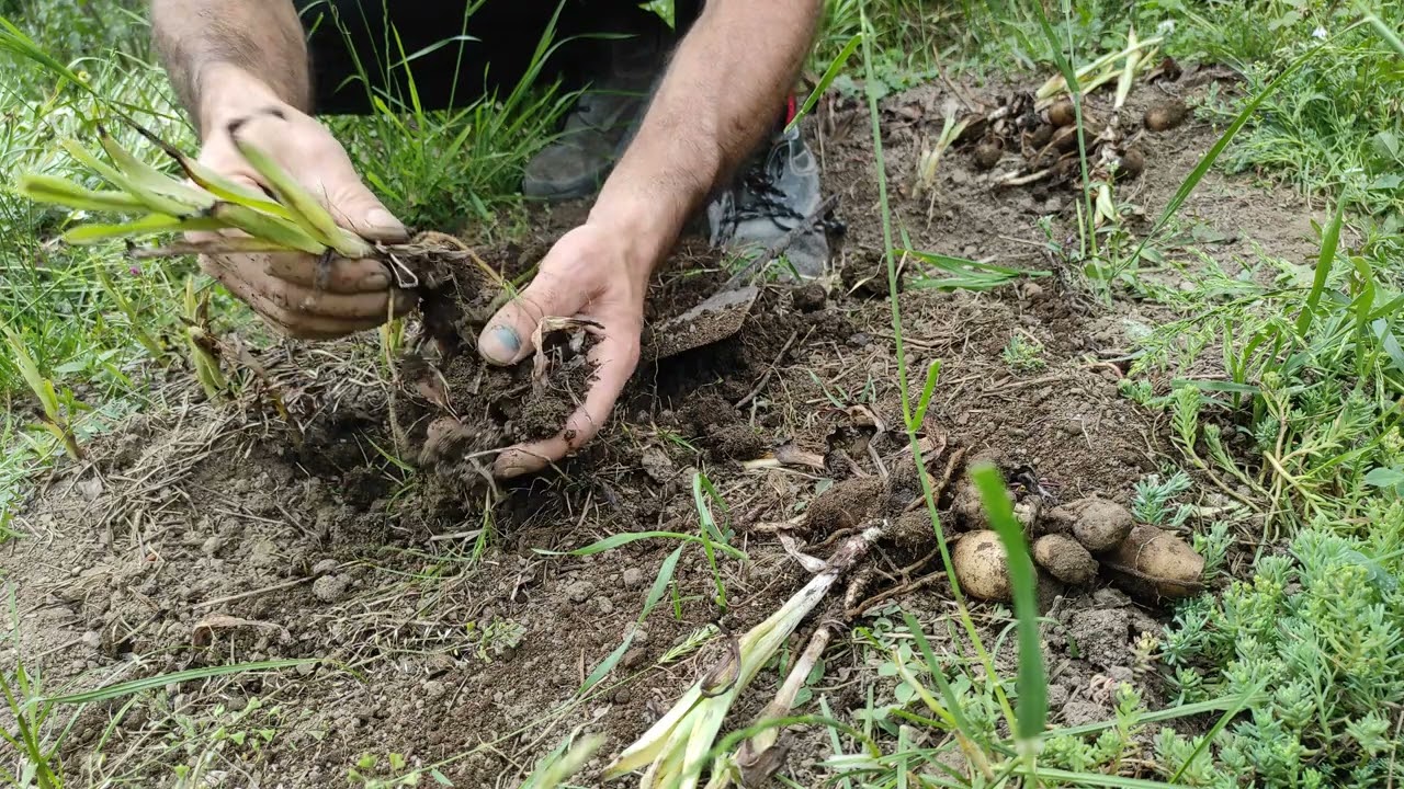 salep sanca t&uuml;r&uuml;n&uuml;n hasatı