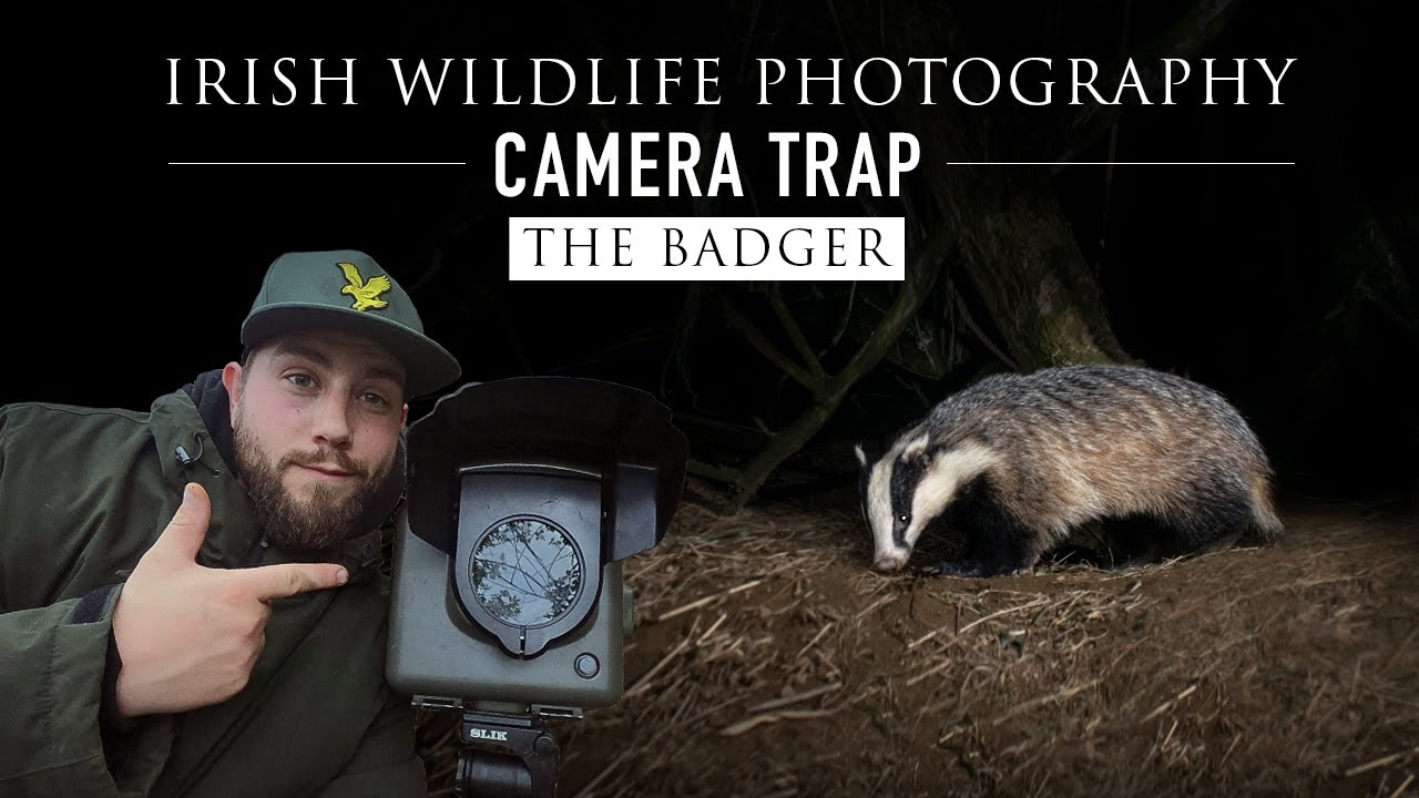 Irish Badger-Camtraption Camera Trap Wilderness (Ирландская фотография дикой природы)
