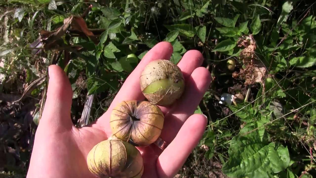 How to Tell When Tomatillos Are Ripe