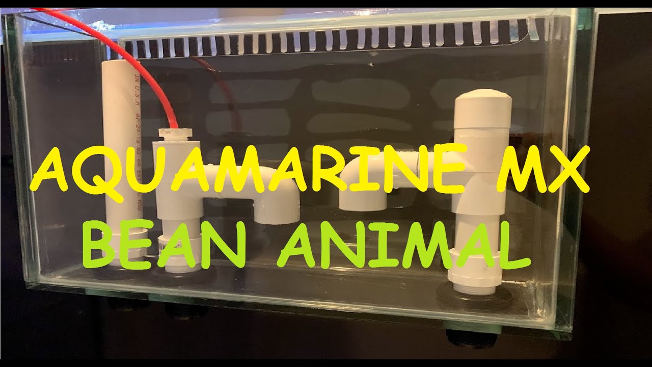 Sistema de retorno bean animal