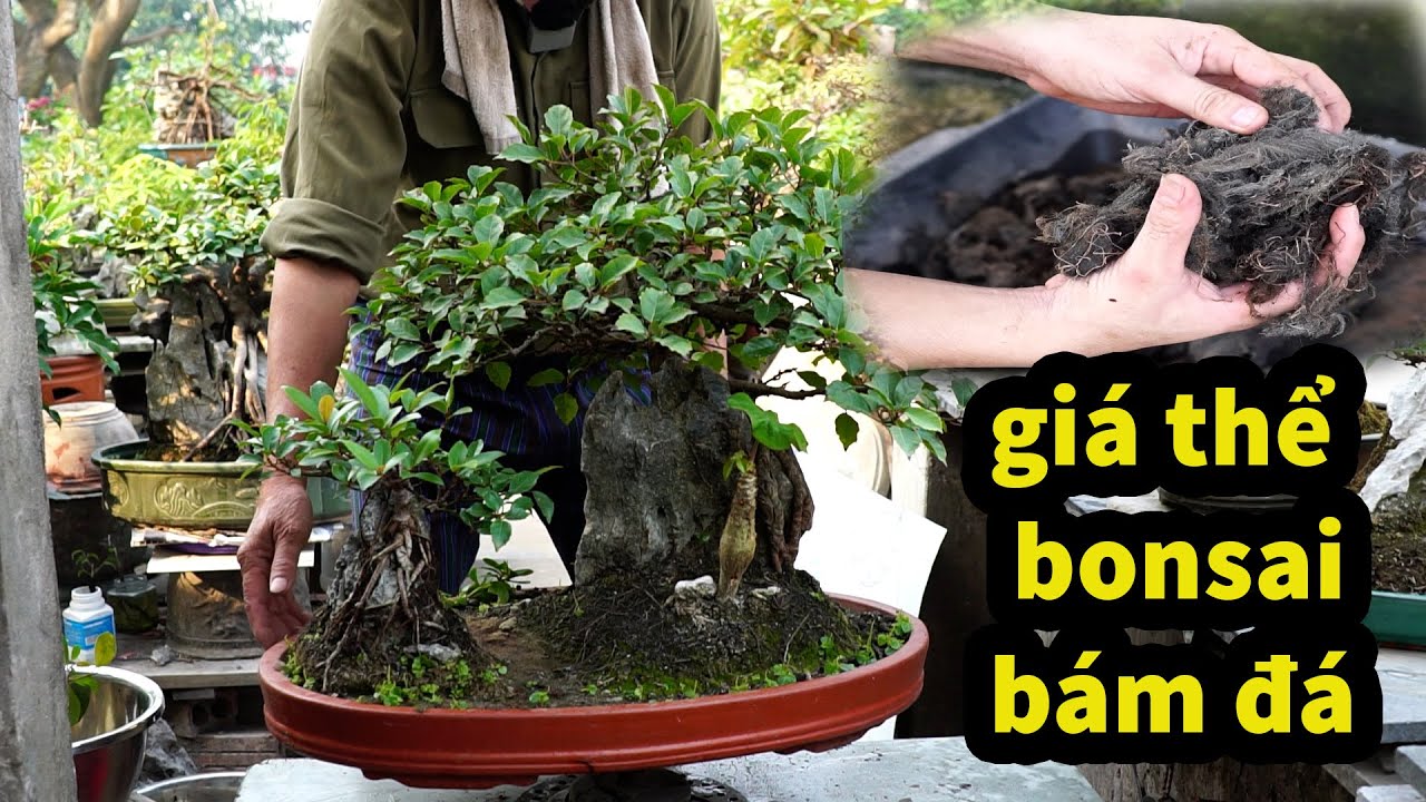 BẬT MÍ -  Cách Thắng Giò Sơ Chế Rễ Bèo Để Làm Cây Bonsai Bám Đá 30 Năm Nay