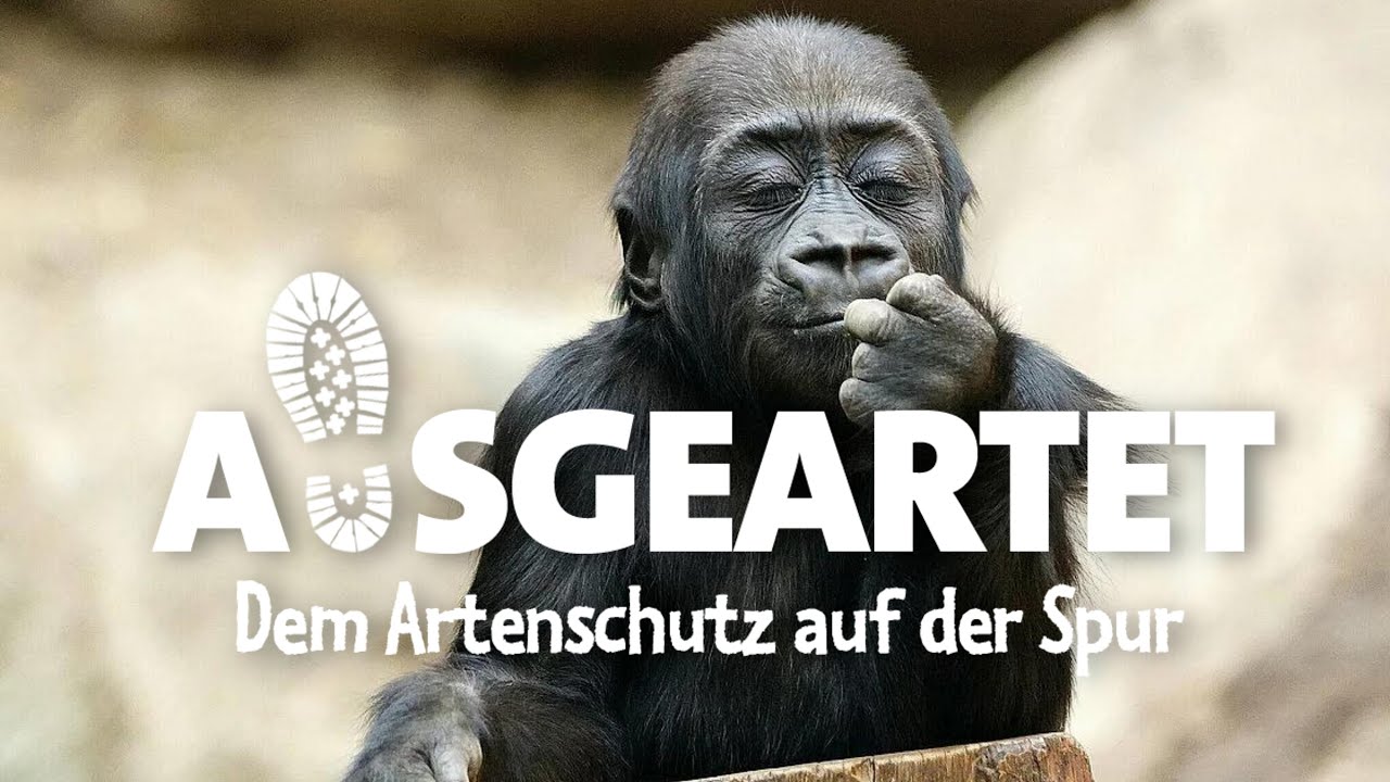 AUSGEARTET - Folge 26: Mit Daniel Geissler auf den Spuren der Westlichen Flachlandgorillas