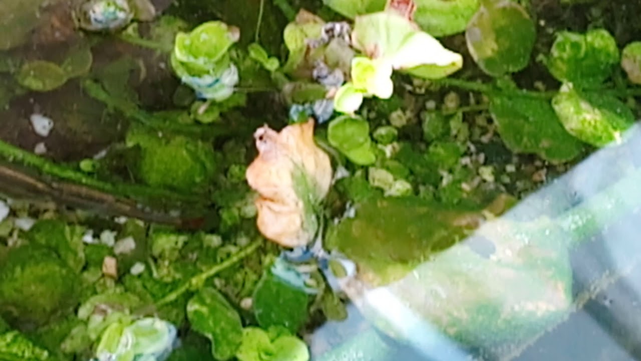 Chinese danio's gaan los 2