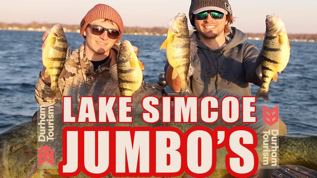 GIANT Lake Simcoe Perch (Catch & Cook)