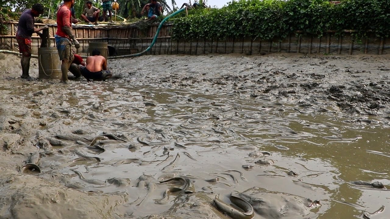 Catfish harvesting in mud water || catfish catch mud water