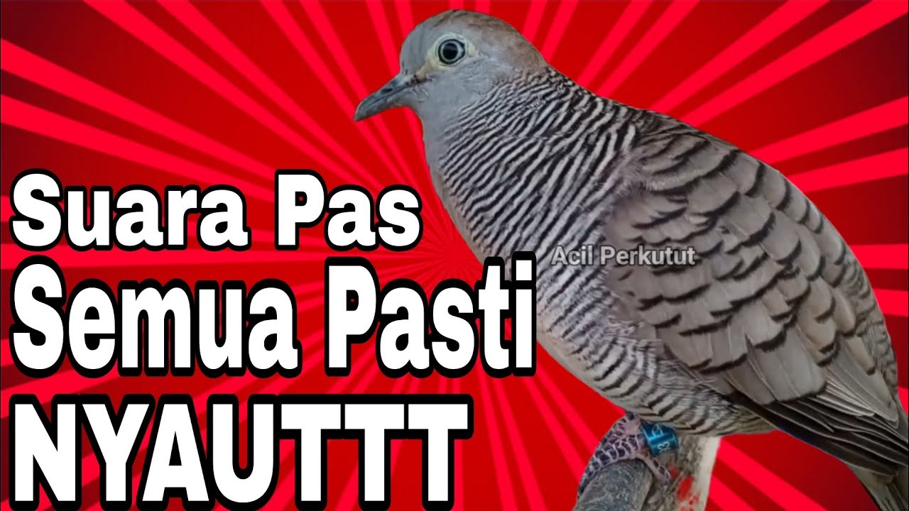 SUARA PAS UNTUK PANCINGAN LANGSUNG NYAUT RIBUT‼️‼️‼️