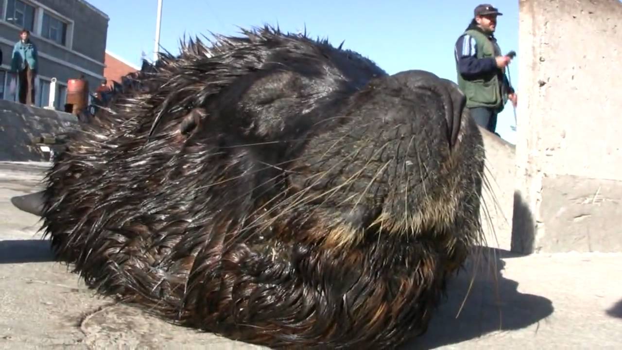 Lobo Marino de MDQ - Juan Carlos