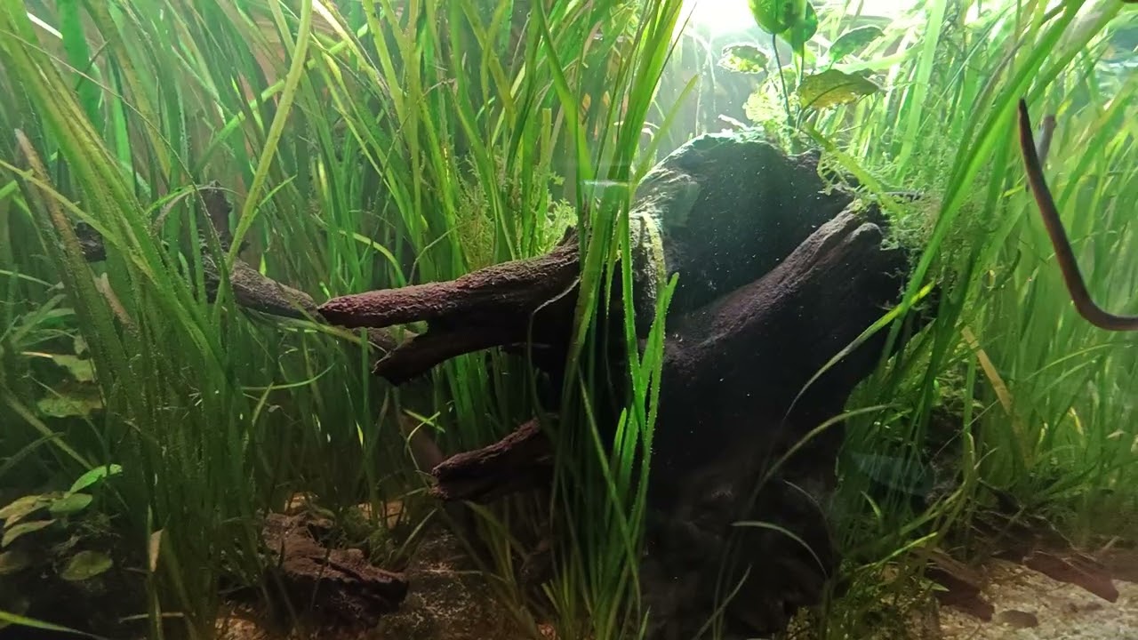 Afrykańskie akwarium 840l Low-Tech - Pogaduchy ;) 14 listopada 2025