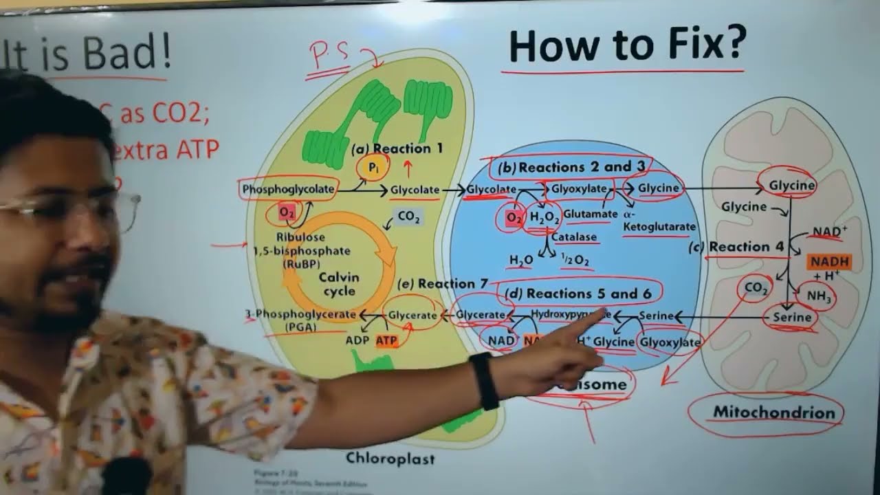 Фотодыхание csir net life science | Фотодыхание растений