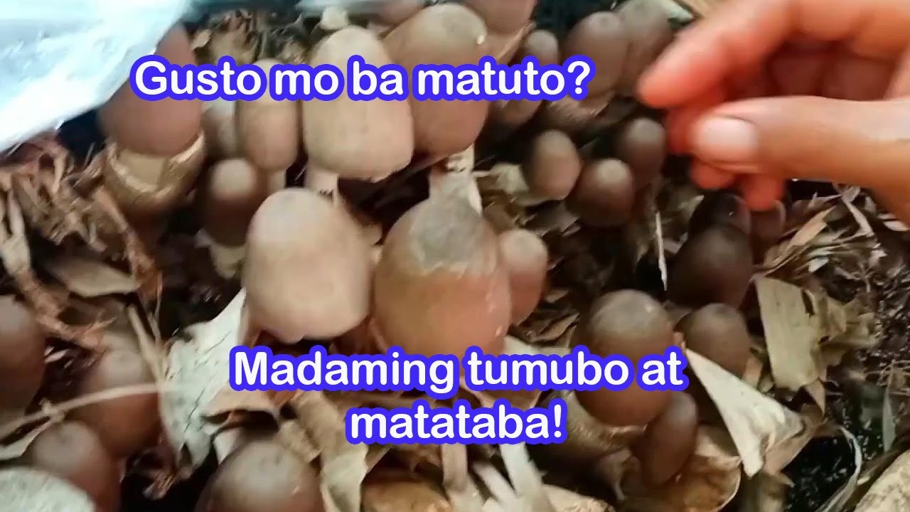 KABUTENG SAGING ANG DAMING TUTUBO KUNG ITO ANG GAGAWIN MO! || HOW TO GROW MUSHROOM!
