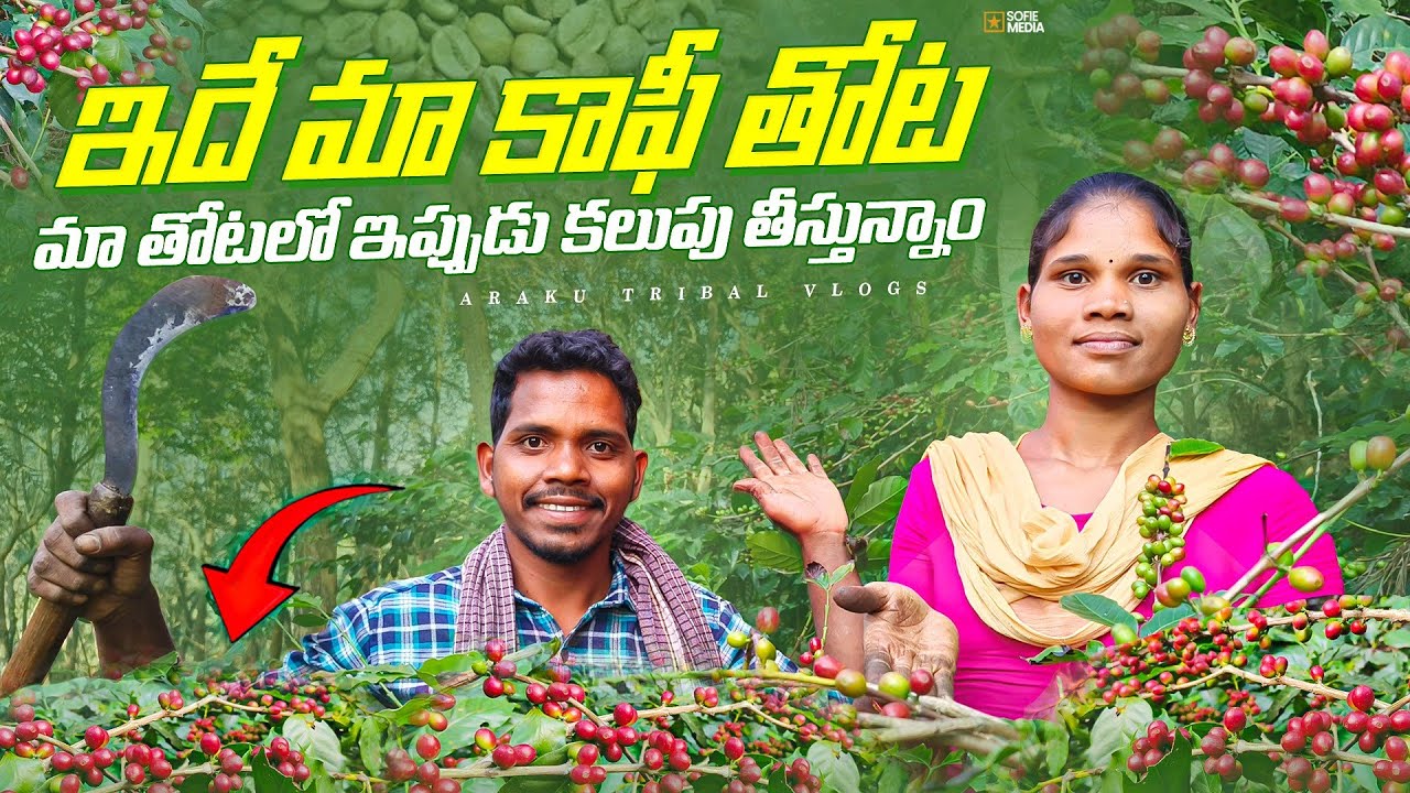 ఇదే మా కాపీ తోట 🌳🌱🍒||  మా తోటలో ఈ రోజు కలుపు తీసాము  || Arakutribalvlogs
