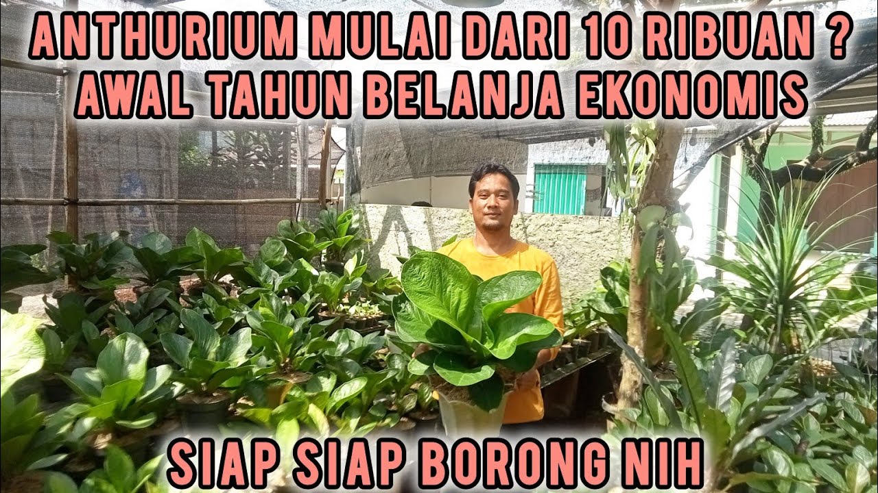 ANTHURIUM MULAI HARGA 10 RIBUAN ‼️BELANJA TERMURAH DI AWAL 2026 HANYA DI KEBUN BANG MUGENI