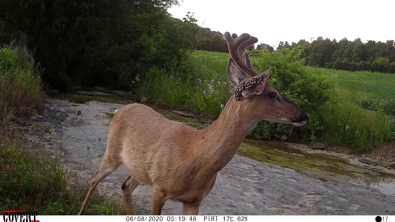 Mass of TICKS on buck's head, DANG!