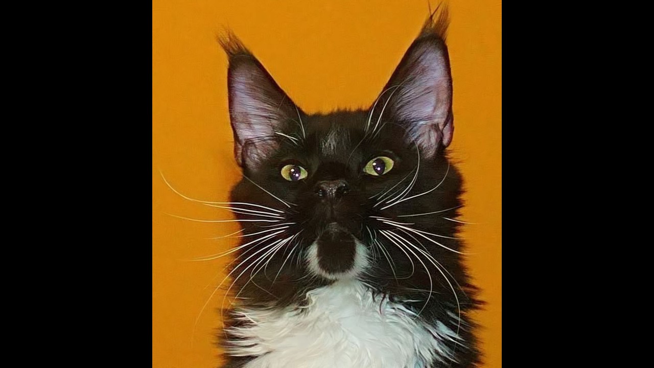 Welcome to Dinner and Treats wirh kitties of the Annex
