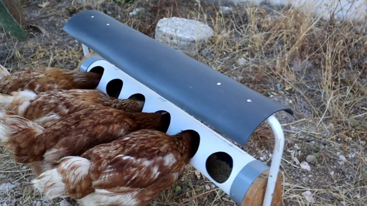 How to Make a Chicken Feeder from PVC Pipe