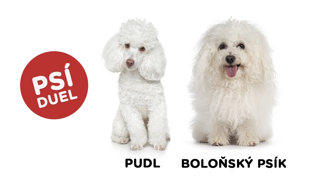 Psí duel - Pudl vs Boloňský psík - Tlapka TV