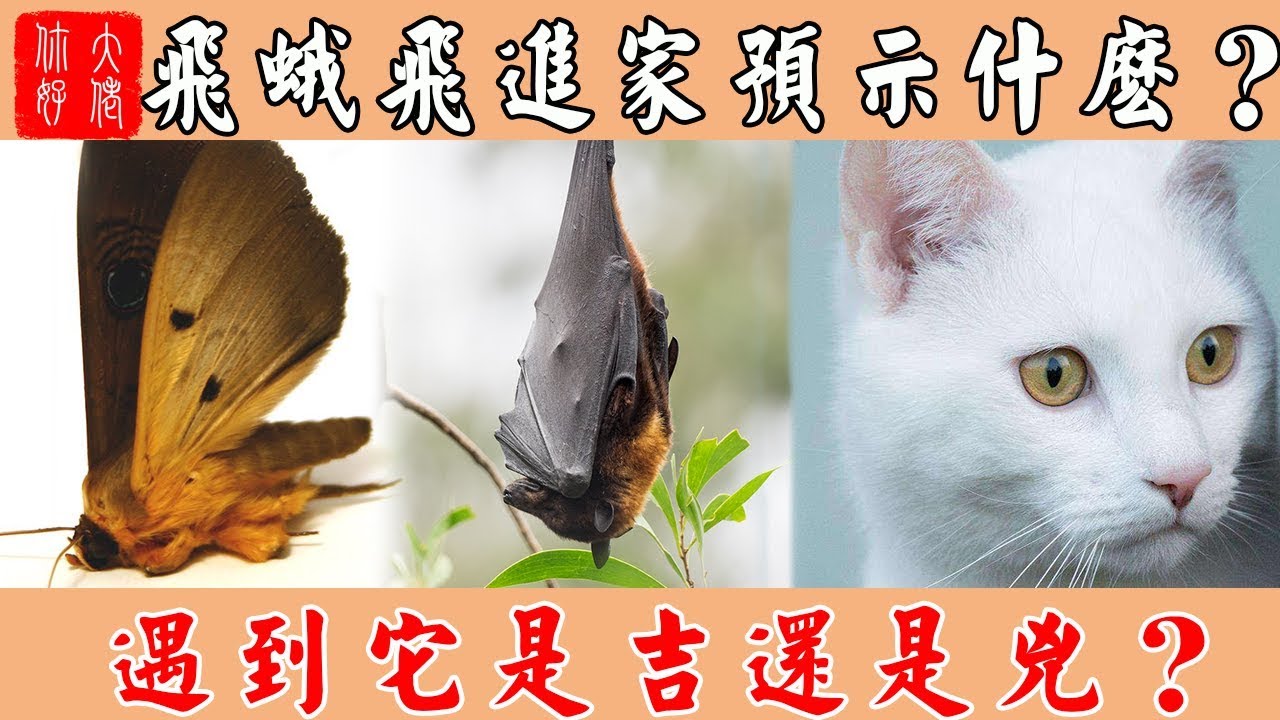 飛蛾飛進家裡預示什麼？遇到這些小動物是吉還是兇？