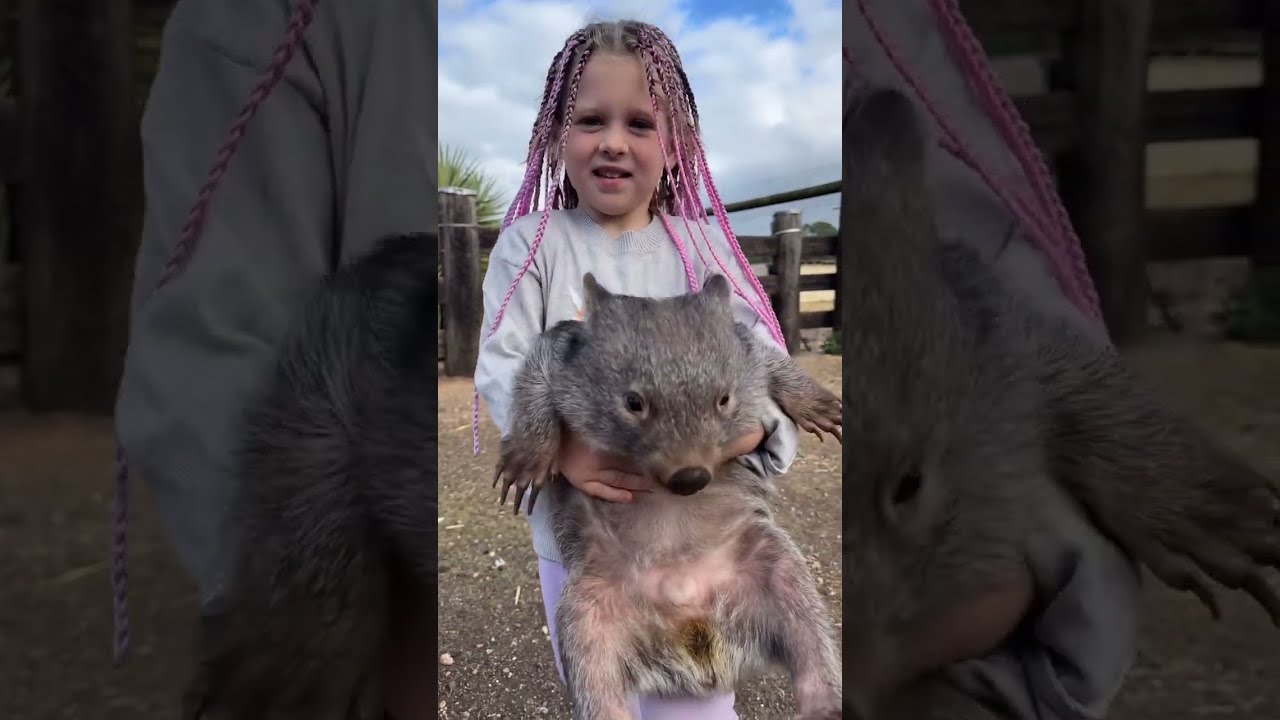 Wombat's Big Night Out #shorts #wildlife #rescue