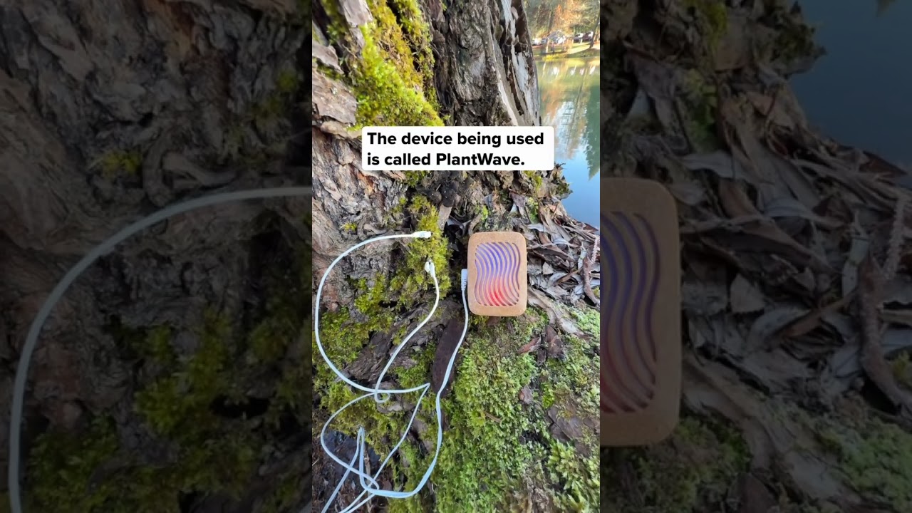 Moss Music 🌿🔊 This moss may be quiet to the ear, but with PlantWave, we can hear its rhythms