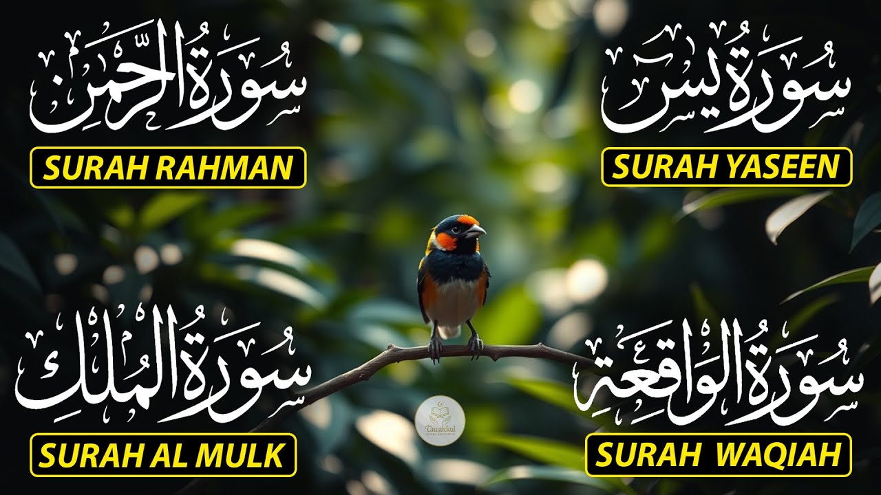 The Best Recitation Surah Yaseen (Yasin) | Surah Rahman | Surah Waqiah | Surah Mulk