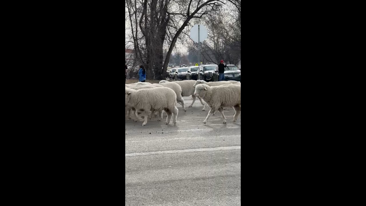 Thousands of sheep head toward spring grazing grounds in Caldwell