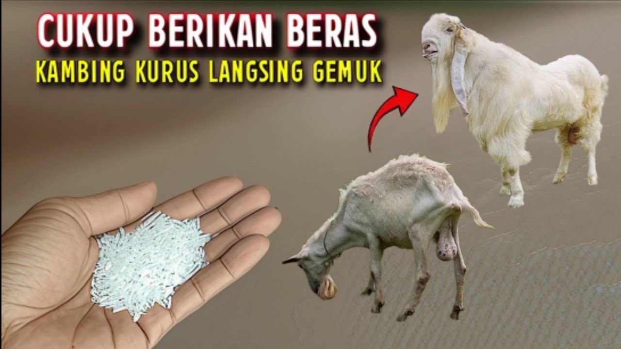 RESEP ASLI TERMURAH!! KAMBING JADI CEPAT GEMUK, SEHAT,AMAN DAN UNTUNG BANYAK