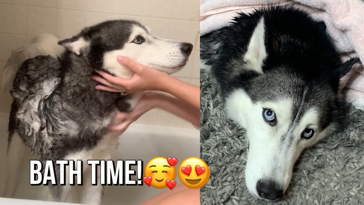 Bath with Meeka The Husky! (SHE ARGUES!)🤣