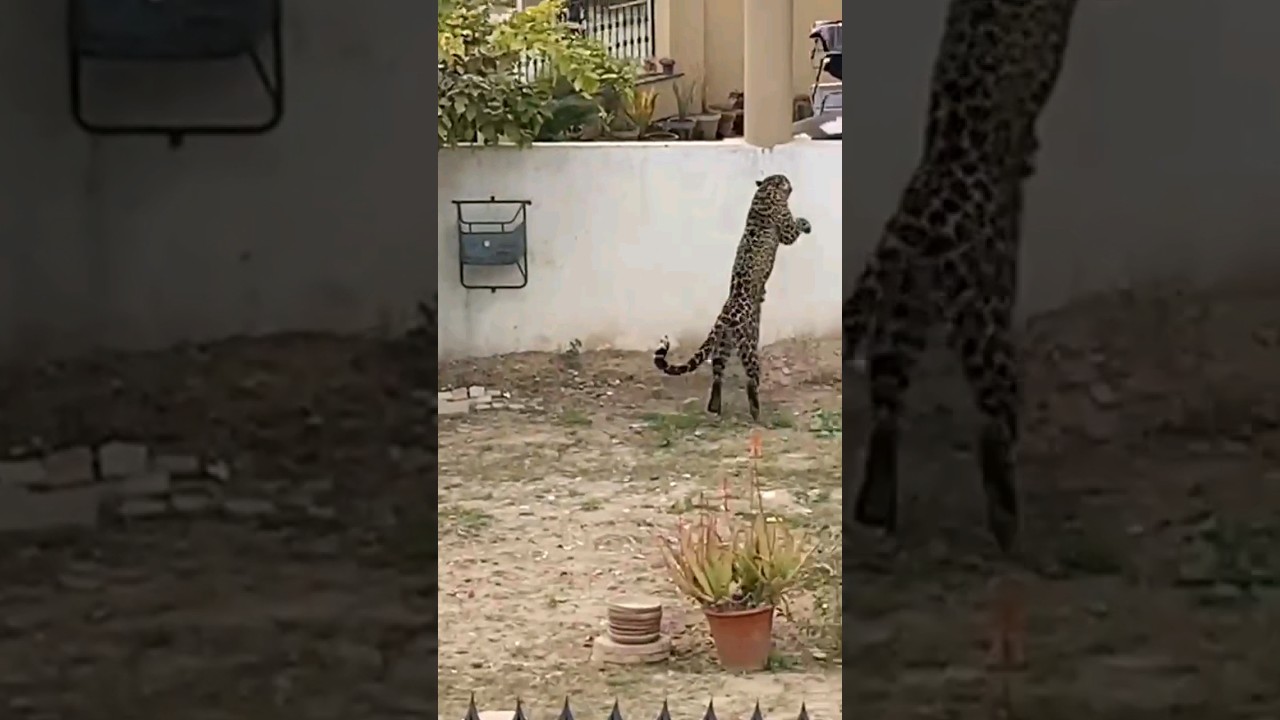 tendwa attack 🐆 #leopard #tendua #viral #shorts #wildlife #youtubeshorts #islamabad #tendwa #attack