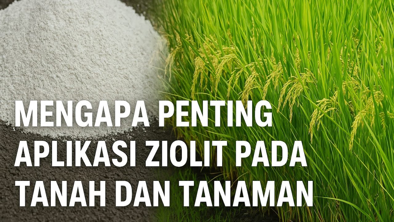 ZIOLIT MEMILIKI BANYAK MANFAAT PADA TANAH DAN TANAMAN ANDA 