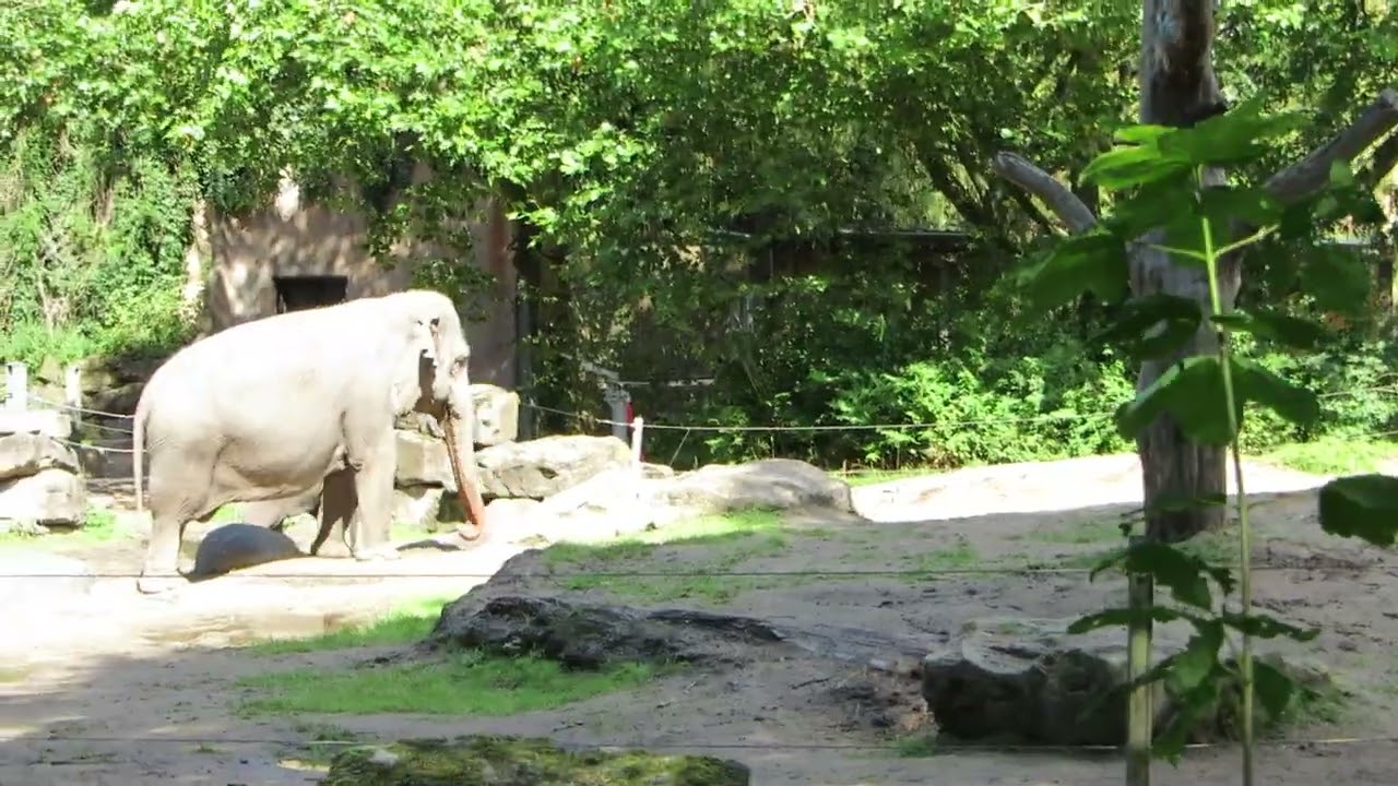 EEG Asiatischer Elefant, Rotterdam, Blijdorp, NL, 01. 07. 2022. Die Irma-Familie auf der Außenanlage