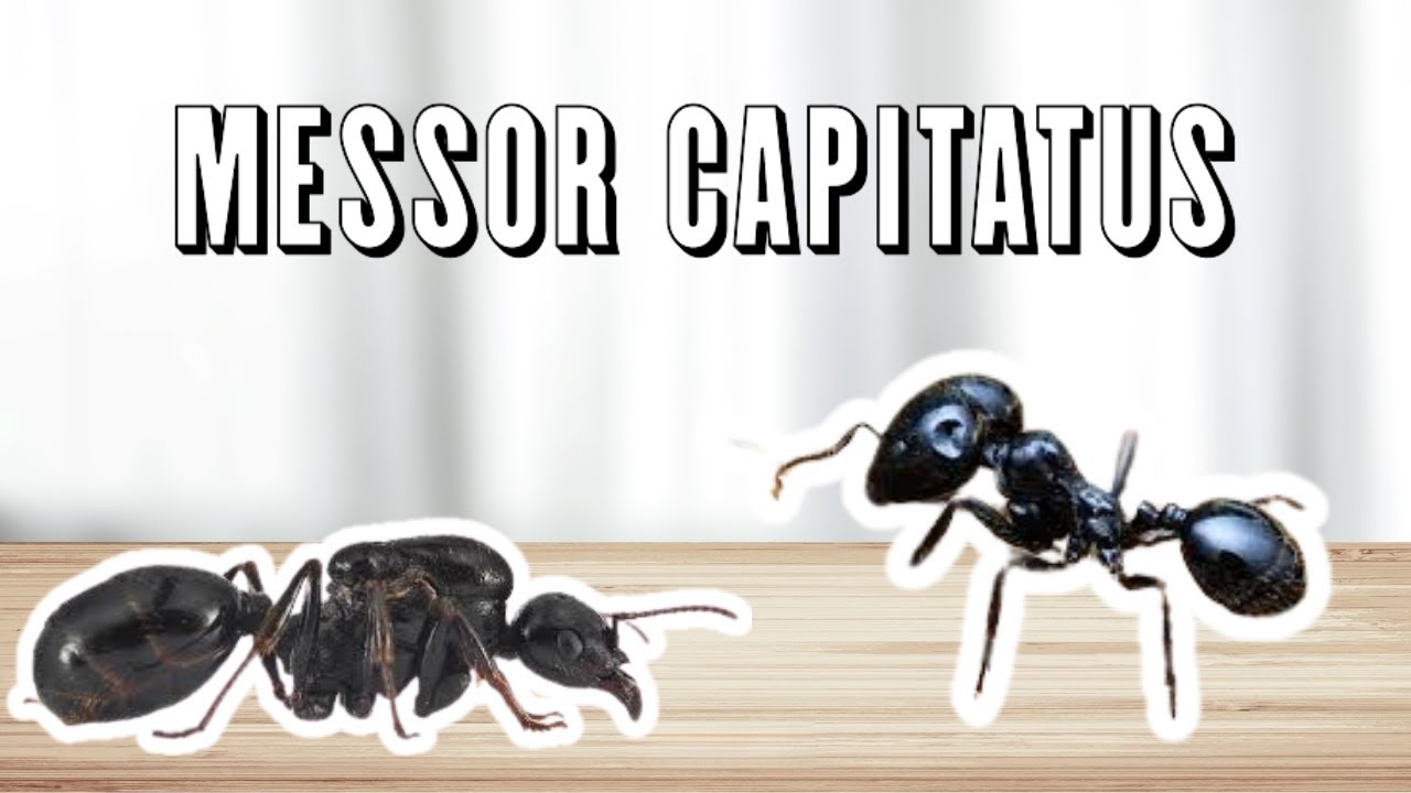 La Naissance D'un Empire ! 👑🐜 - Messor Capitatus