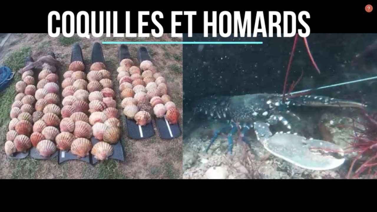 Chasse sous marine Bretagne 2023 (Homards et coquilles saint jacques) Cote d'Armor et Morbihan