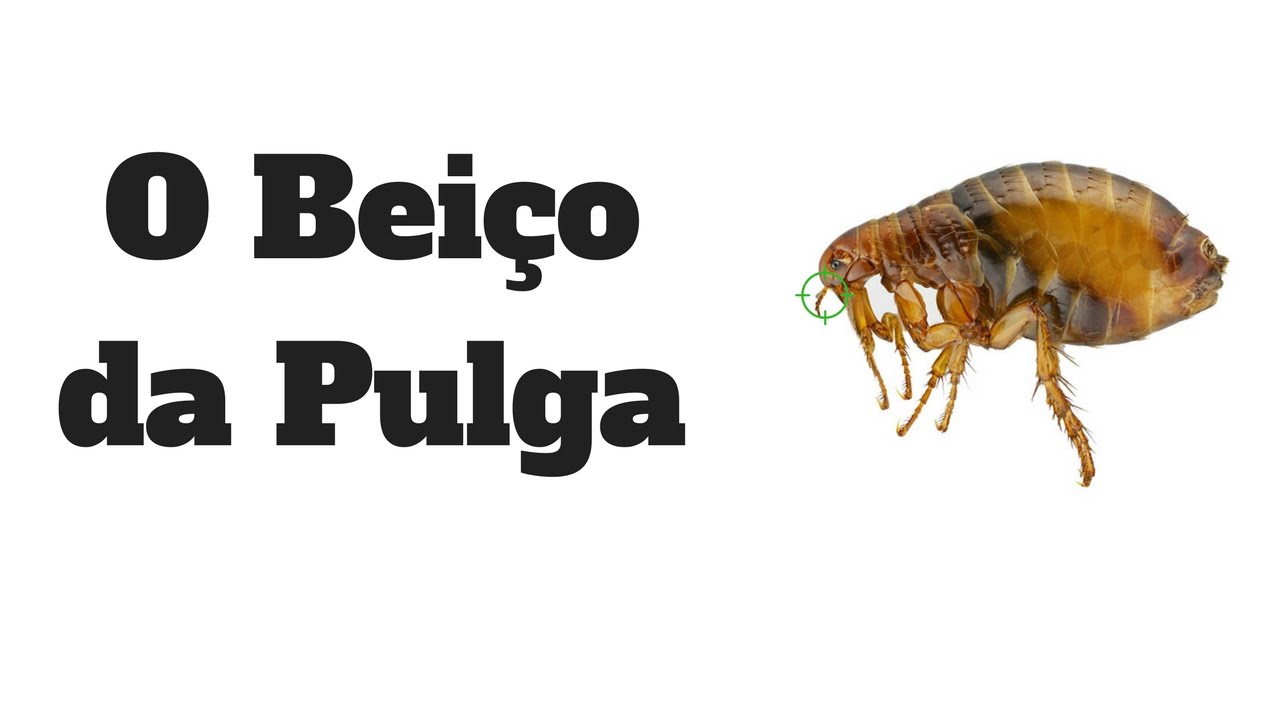 Afiar Alicate de Cutícula: Como Fechar Aquela Pontinha Que Fica Puxando No Final da Afiação?