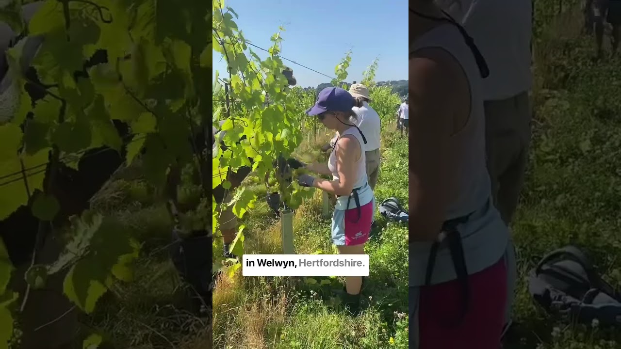 Leaf stripping #englishwine #englishvineyard #lokkeleberyvineyard #welwynvineyard #welwyngardencity