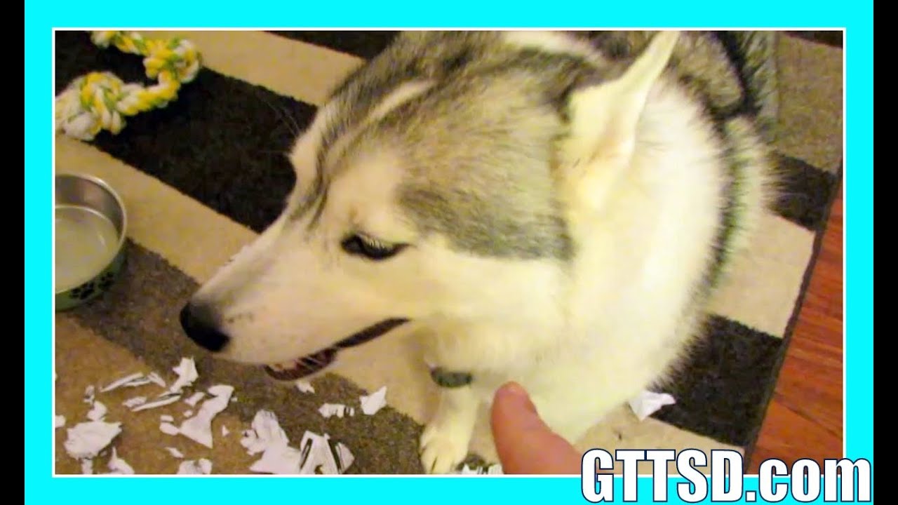 BAD DOG CAUGHT ON CAMERA