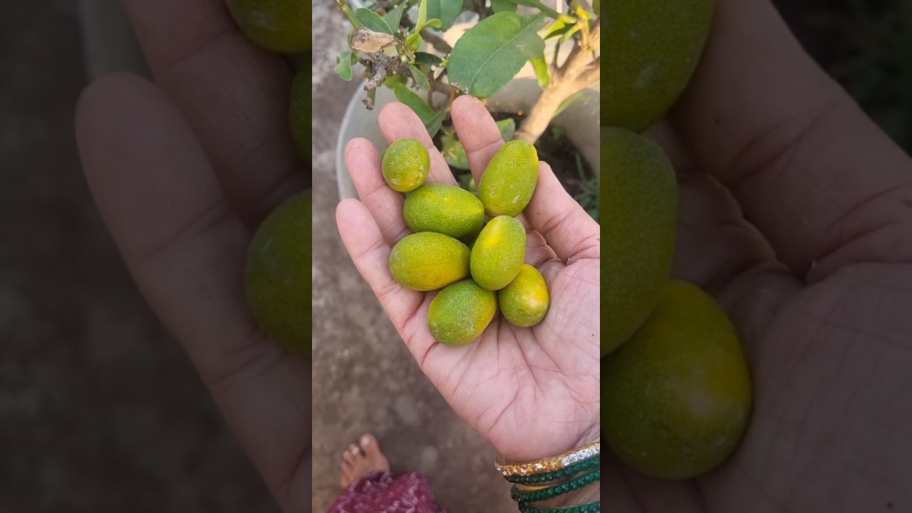 Sweet lemon harvest #shorts #youtubeshorts #harvest #lemon #garden