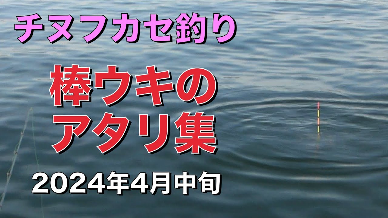 波止場のフカセ釣りでチヌのアタリ7連発 棒ウキのアタリ集 2024年4月中旬