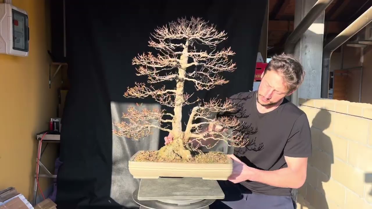Acer buergerianum 26-25-X28