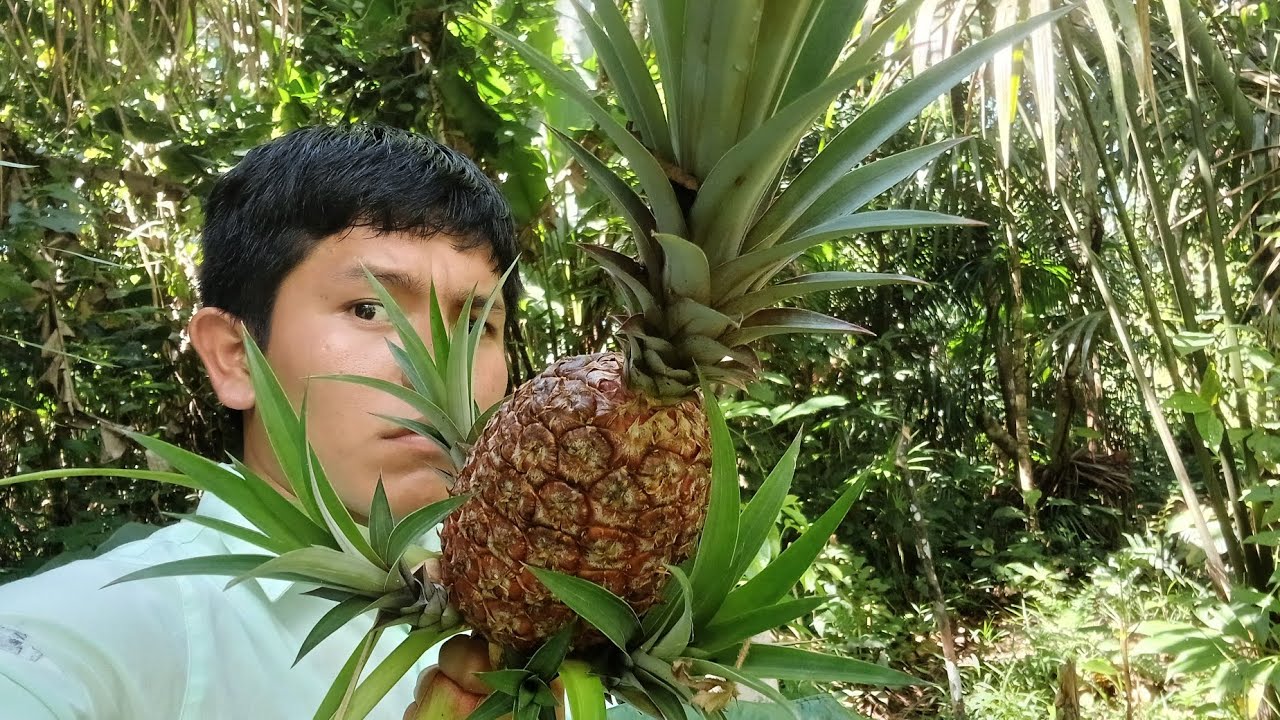 Cosas que solo ves explorando la Amazonía🌿😳