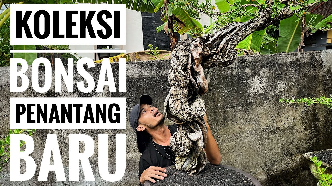 Sebagus ini Koleksi Bonsai Pemula #bonsai #belajarbonsai #bonsaiindonesia #santigi #pemphisacidula 