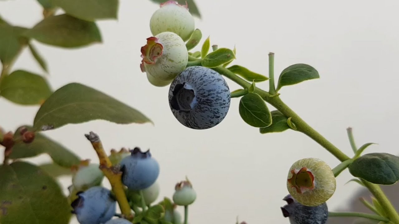 Blueberry em 2020 adubação, cuidados, variedades, frutos