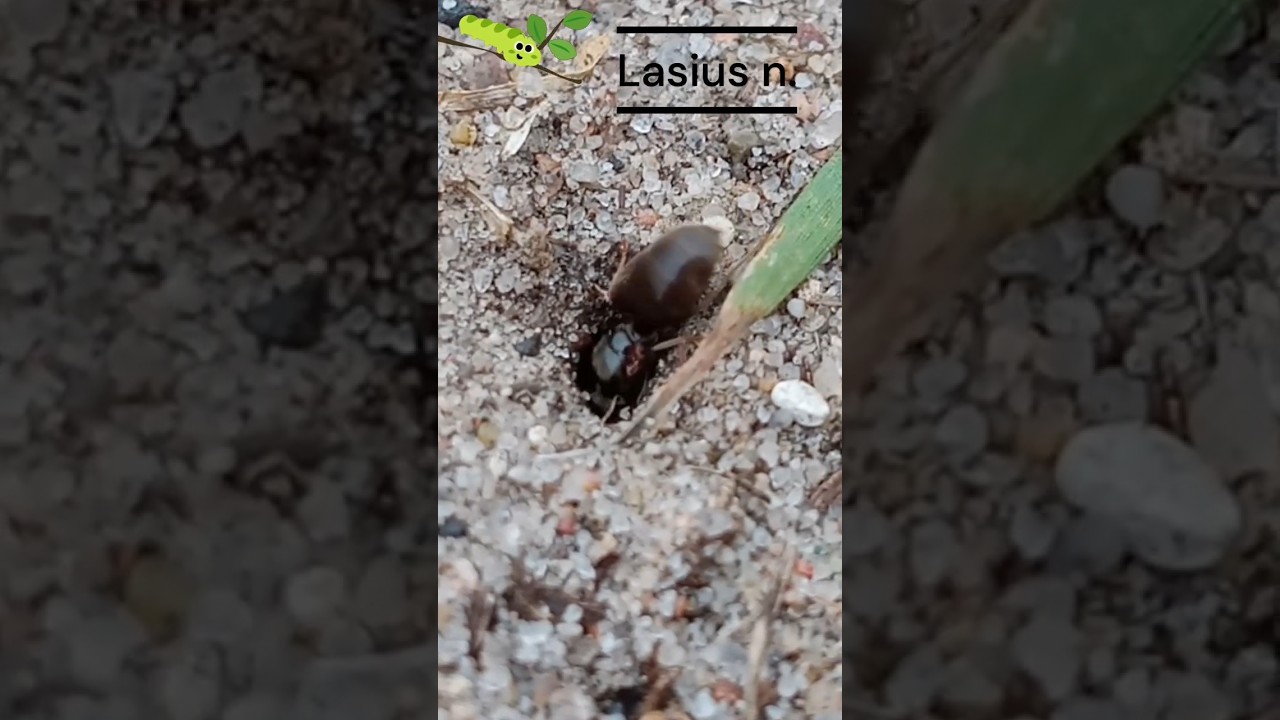 🐜 Ant Queen Digs Her First Nest! 🕳️ | Lasius n. in Macro