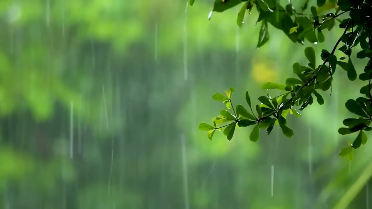 10 Hours of Gentle Night Rain, Rain Sounds for Sleeping - Rain Forest to Beat insomnia, Relax, Study